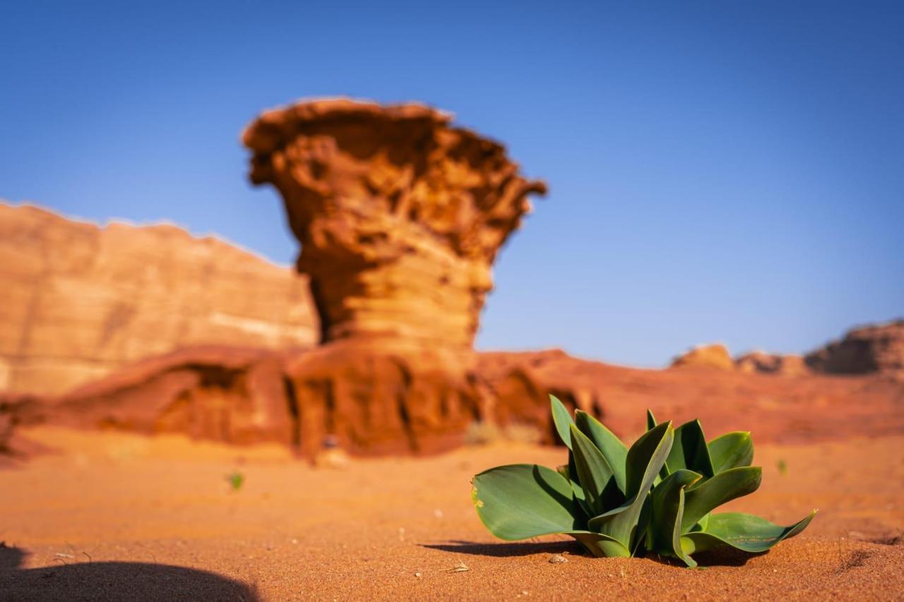 Wadi Rum Secrets Camp Exterior photo